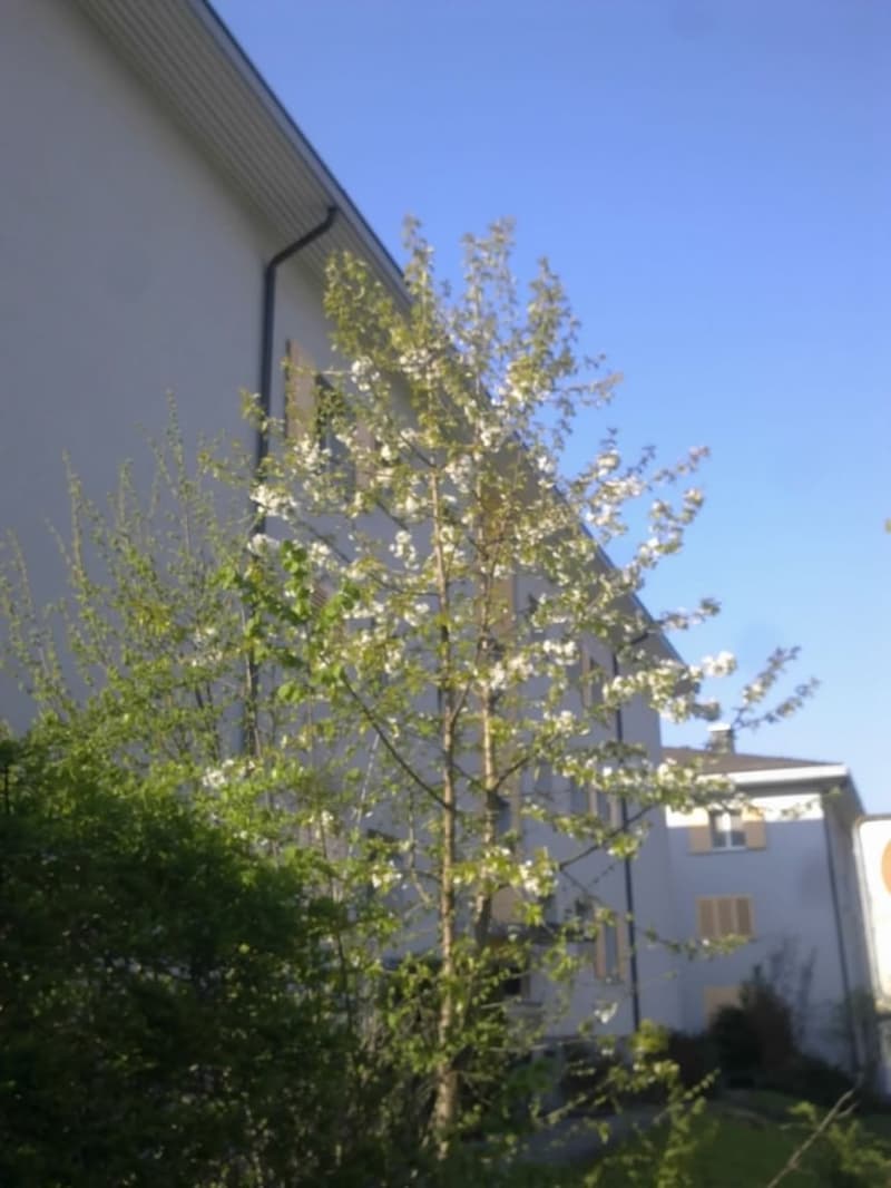 Ab 1.2./1.3. - Schöne 2.5 Zi Wohnung mit Balkon, grosse Einzelgarage (11)