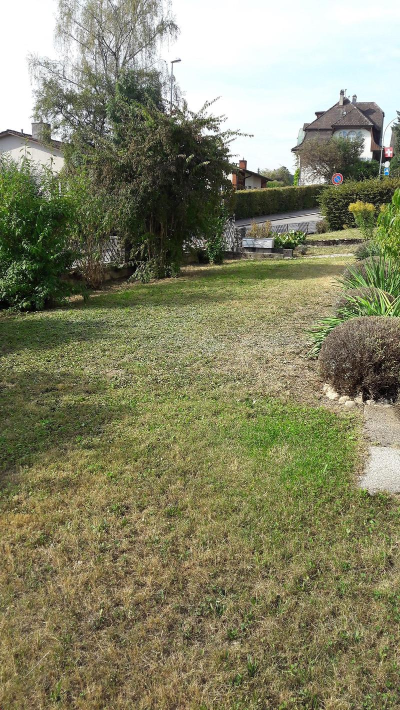 Large grassy area with some bushes and trees, pathway, and a small garden bed.