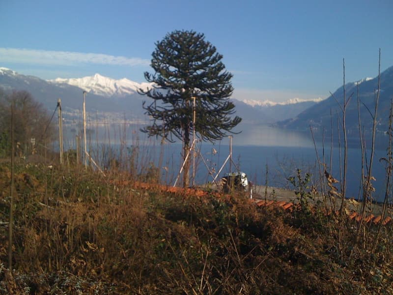 Wiesen- und Waldgrundstück mit einmaliger Sicht in Brissago (3)