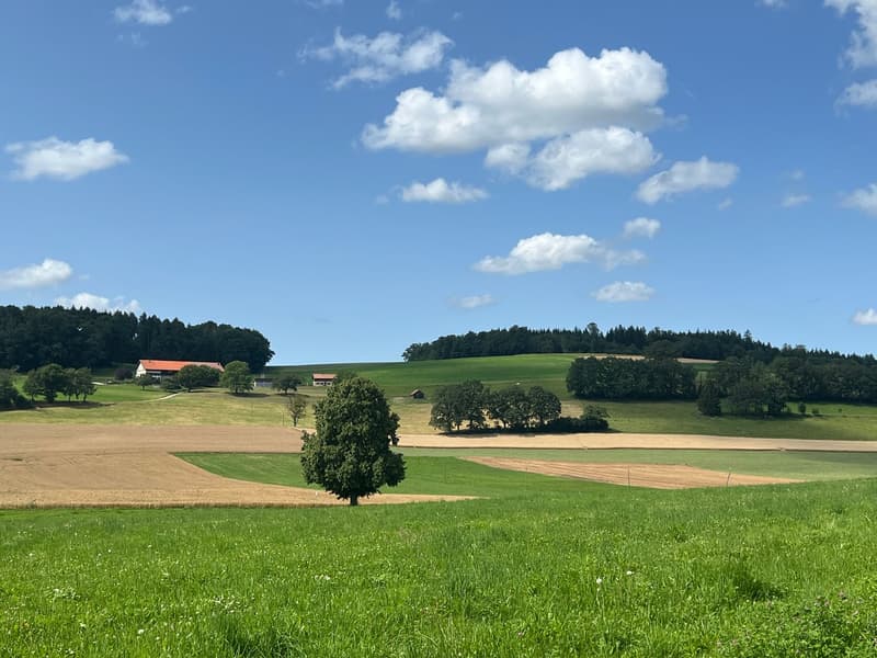 Moderne 5.5-Zimmer-Villen mit eigenem Garten – Vuisternens-devant-Romont (8)