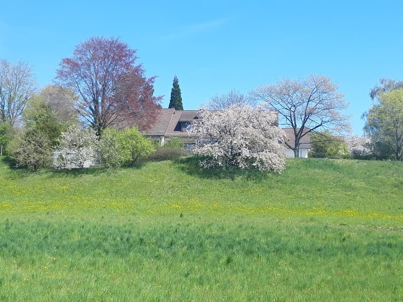 Mehr-Generationen-Villa mit viel Platz und grossem Umschwung! (7)