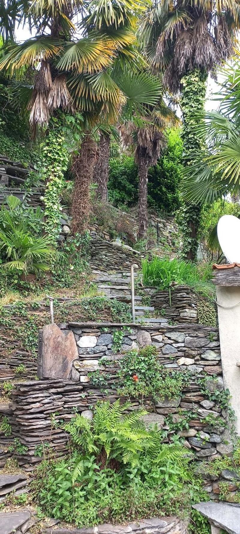 Stone retaining wall with a stone staircase, lush greenery, and large palm trees. A large gray stone rests on the left side of the wall.