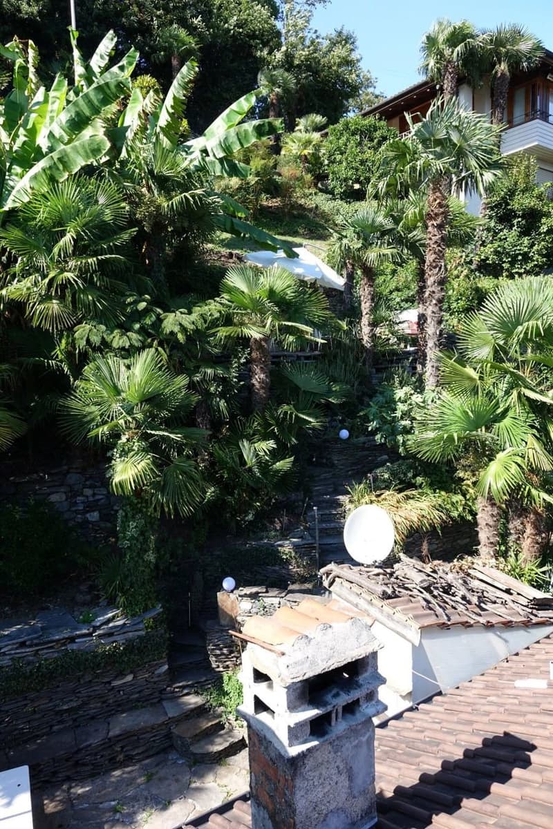 hillside garden, tropical palm trees, brick wall, satellite dish, chimney, stone path