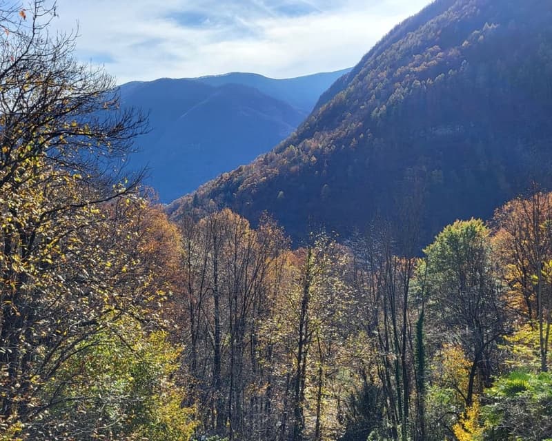 Mountains, trees, autumn colors, clear sky