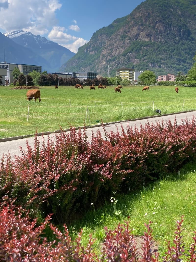 Light, space and tranquility: living in the green in Biasca (10)
