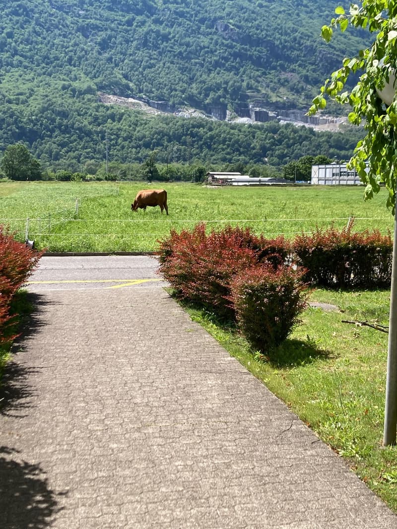 Light, space and tranquility: living in the green in Biasca (9)