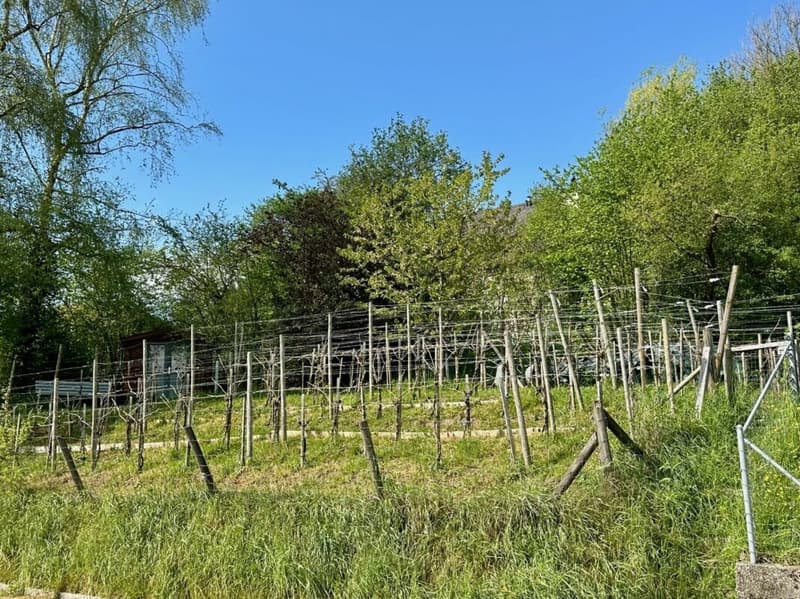 5.5-room single-family house in the green - pure peace and quality of life (4)
