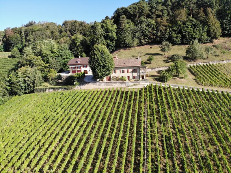 1184 Luins - Vineyard estate with forest, breathtaking lake view (1)