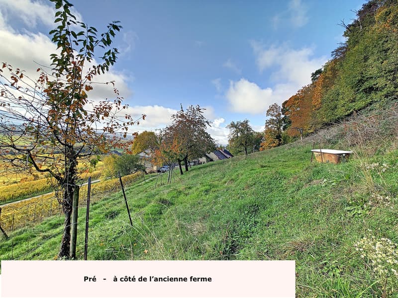 1184 Luins - Vineyard estate with forest, breathtaking lake view (4)