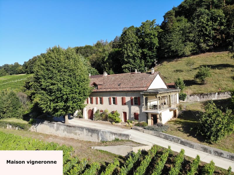 1184 Luins - Vineyard estate with forest, breathtaking lake view (5)