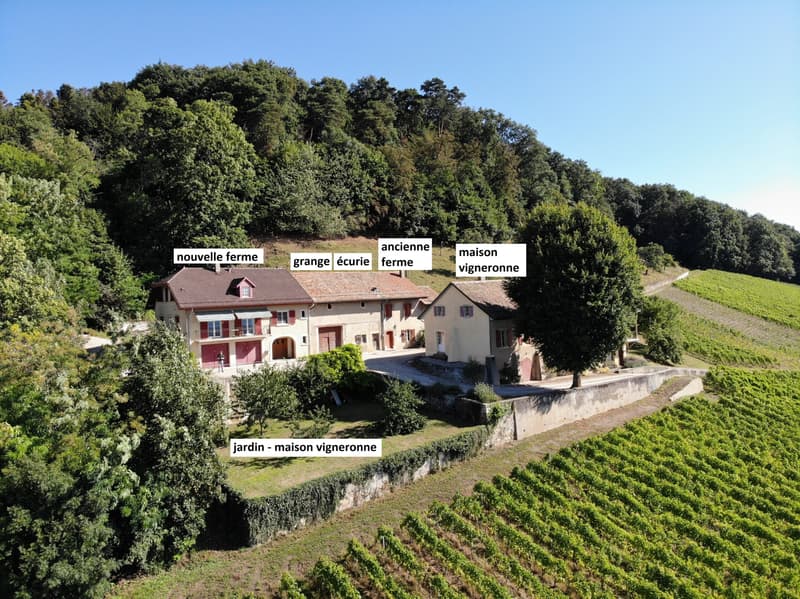1184 Luins - Vineyard estate with forest, breathtaking lake view (3)