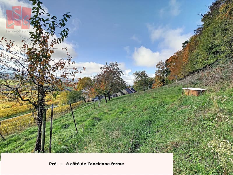 Luins, Vineyard Estate with Forest, Breathtaking Lake View (4)