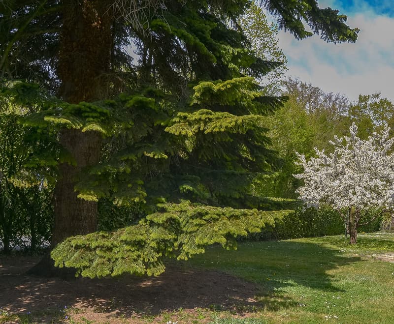 Green grassy area with tall trees, a large fir tree in the foreground, a white flower tree in the background