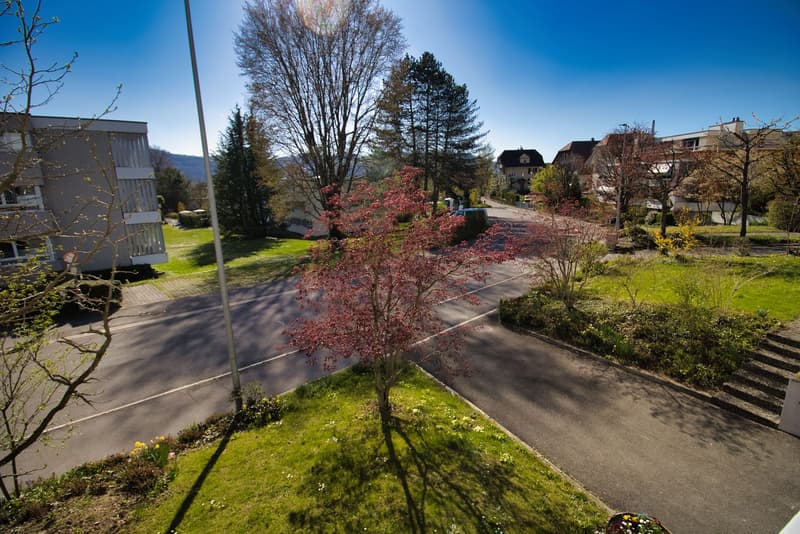 Aerial view of a street with a tree in the middle, surrounded by grass and plants, with buildings on both sides.