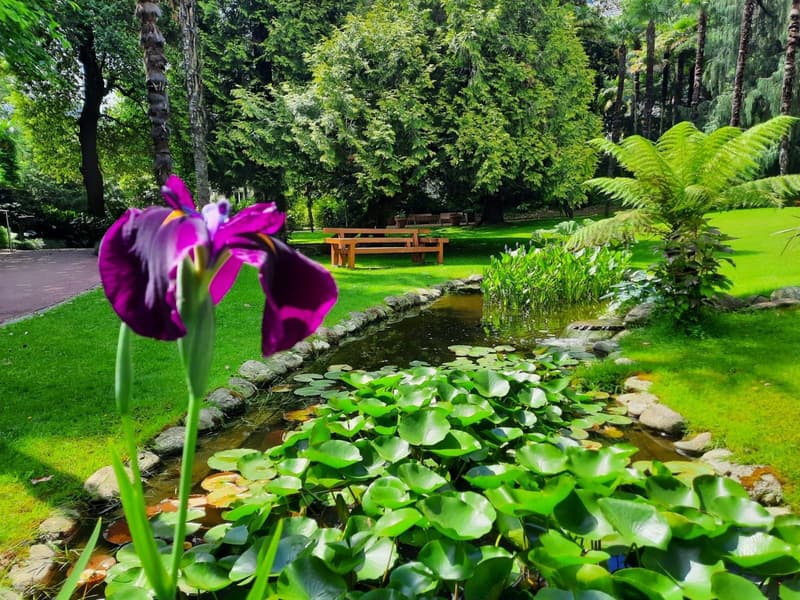 small pond with water lilies, purple iris flower, grassy area, trees, wooden bench