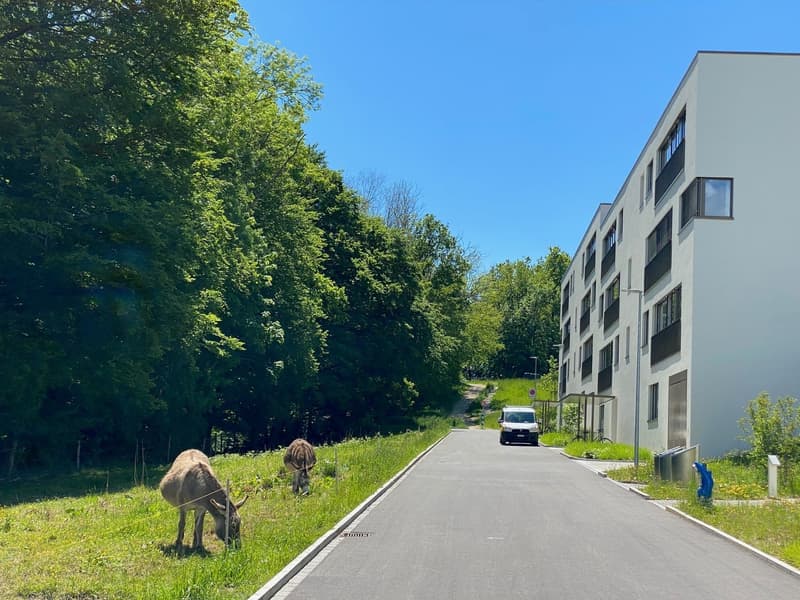 Vivere come se fosse di proprietà, la tua nuova casa nel quartiere popolare di Chlyholz a Olten (13)