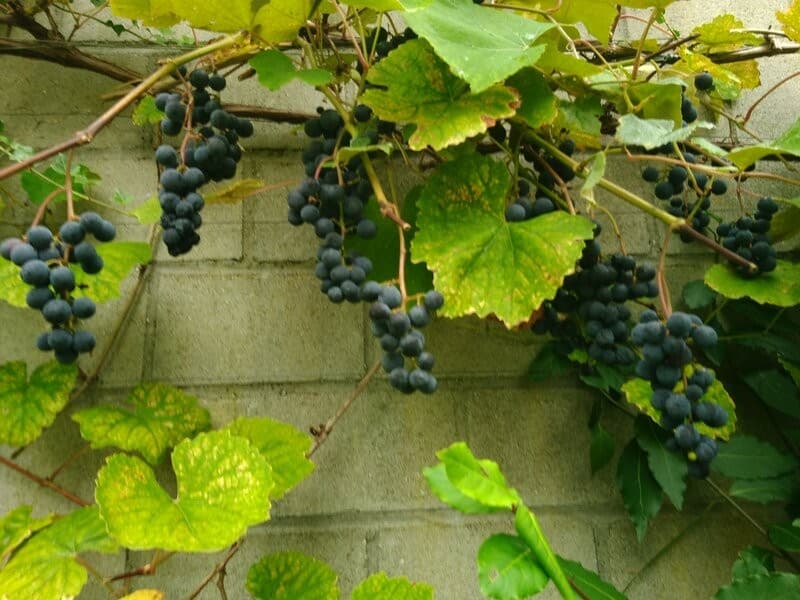 Reiheneckhaus mit Garten, Garage und Bastelraum (9)