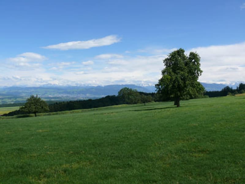 green grass, trees, mountains in the distance, clear blue sky