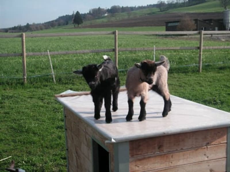 Wooden goat house, two goats, green grass, wooden fence, distant building