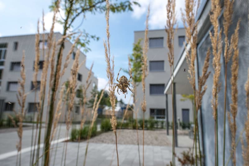 Appartamento di giardino nuovo di 3,5 locali vicino al bosco e all'ospedale 108m2 (13)