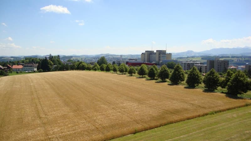 vue