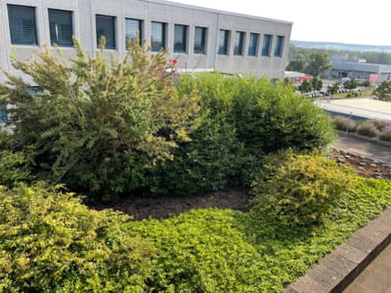 green grass, shrubs, garden border, large building in background