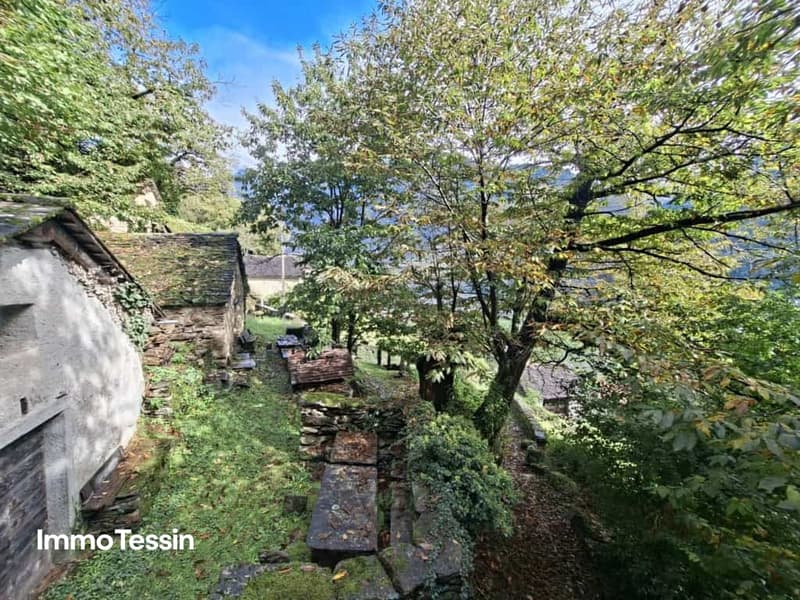Echtes, charakteristisches Rustico mit Wasser- und Stromanschluss, nur wenige Gehminuten ab Straße, in ruhiger Lage im Grünen 3
