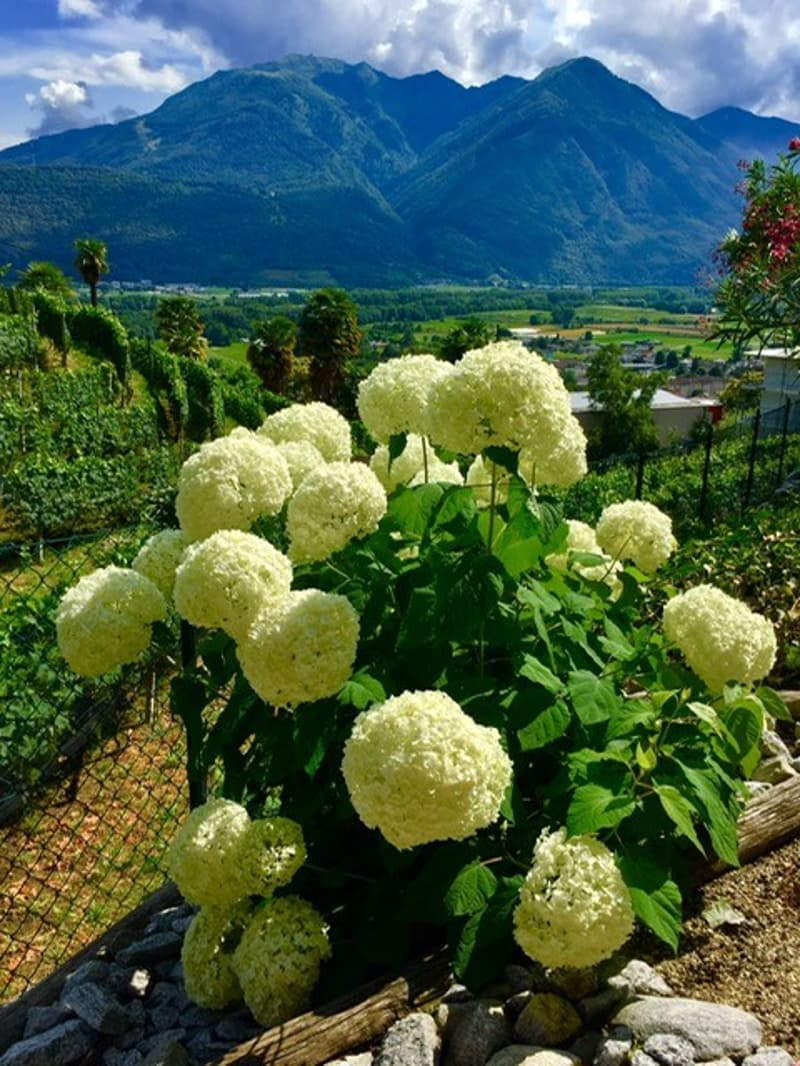 Garden with white flowers, green leaves, and mountain view in the background