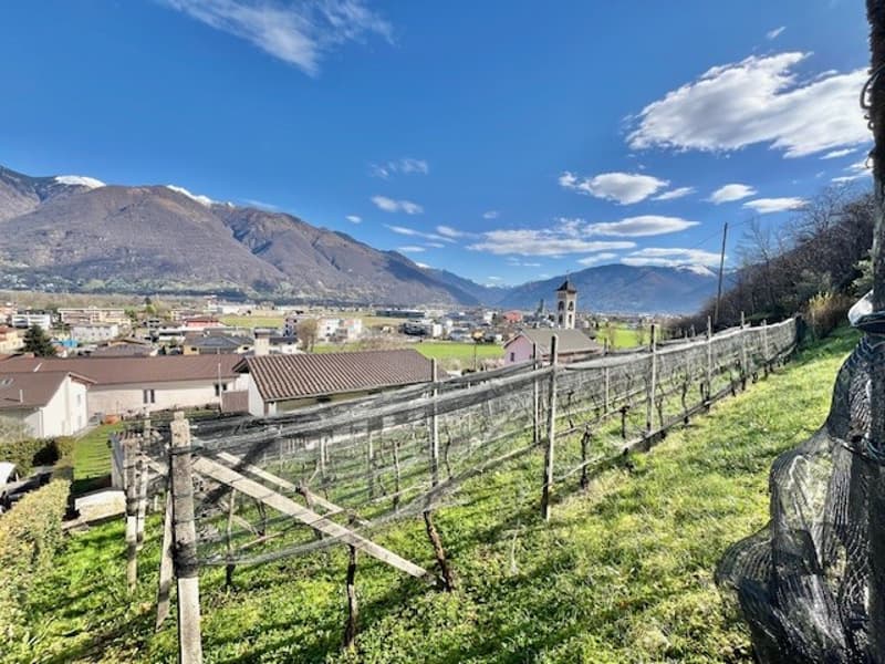vineyard with wooden trellis, green grass, houses, mountains, clear sky