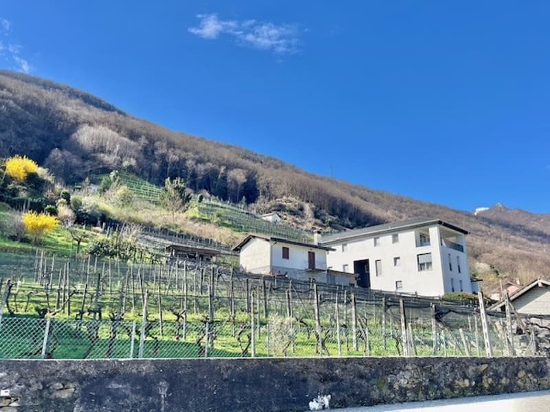 House on a hillside, surrounded by a vineyard, white exterior, large windows, fenced perimeter, mountain backdrop