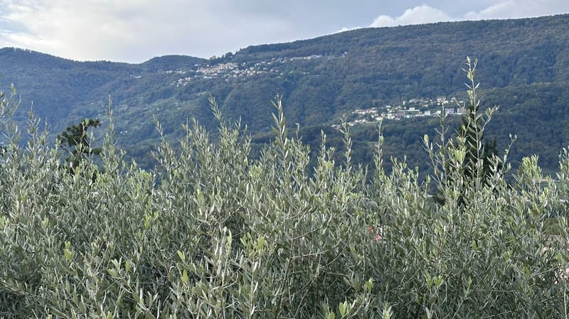The image shows a scenic view of a mountainous landscape with a village nestled in the valley below. The foreground is dominated by lush, green olive trees or similar foliage, creating a natural and serene atmosphere. The distant hills and mountains are c