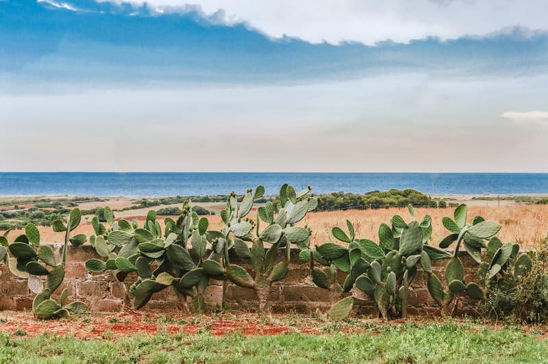 A garden with a stone wall, cactus plants, and a view of the ocean and sky.