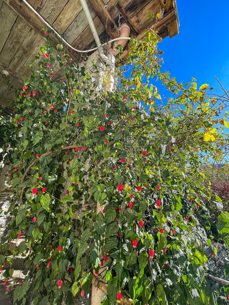 Casa Tipica Ticinese con giardino - Typisches Tessiner Haus mit Garten (19)
