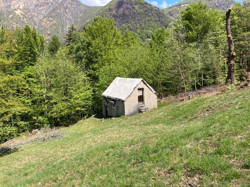 Small rustic cabin in a forested mountain setting, surrounded by lush green trees and vegetation.