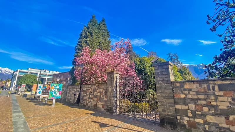 brick wall, wrought iron gate, large pink tree, mountain view, clear sky