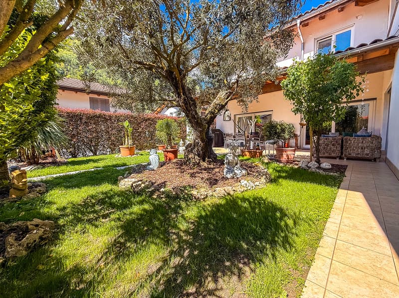 Backyard with lush grass and a central olive tree. It has a table and chairs setup, potted plants, and a garden shed.