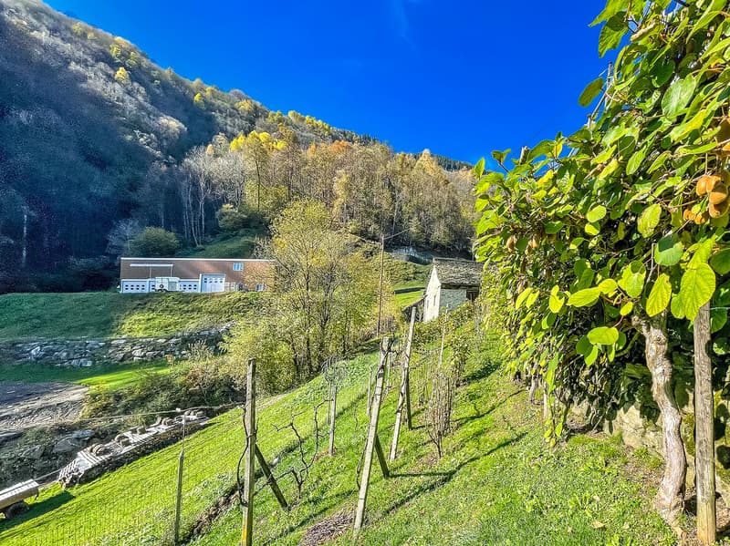 hillside vineyard with green plants, wooden posts, and a building in the background