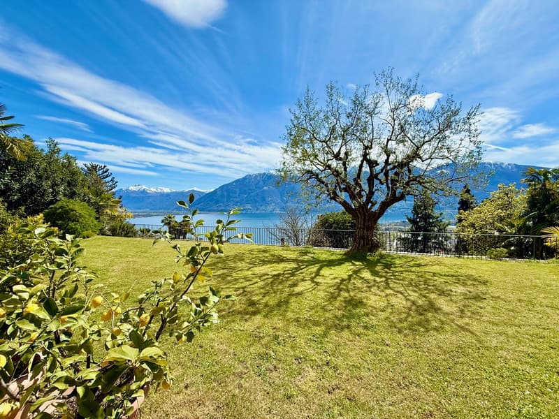 large green lawn, tree, plants, lake, mountains, fence