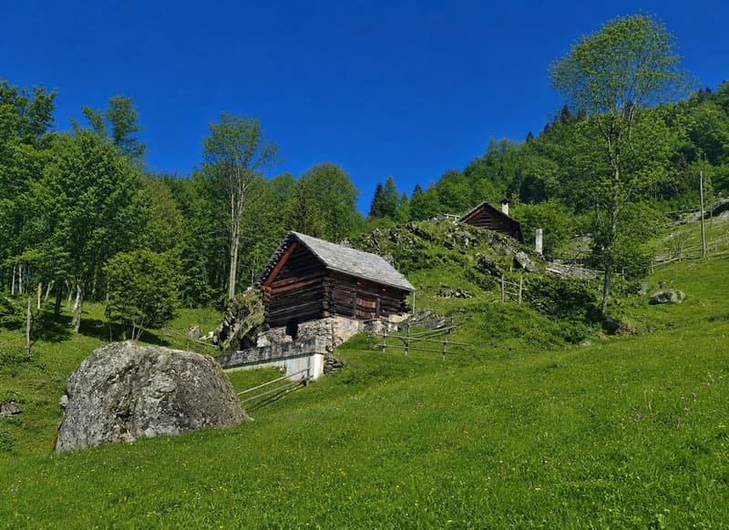 Rustico im Wald - Zweitwohnsitz - Mogno, LavizzaraTal (1)