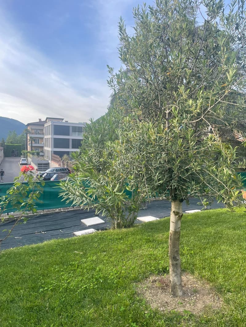 Una villa liberty in centro a Mendrisio con giardino box doppio più posti auto (20)