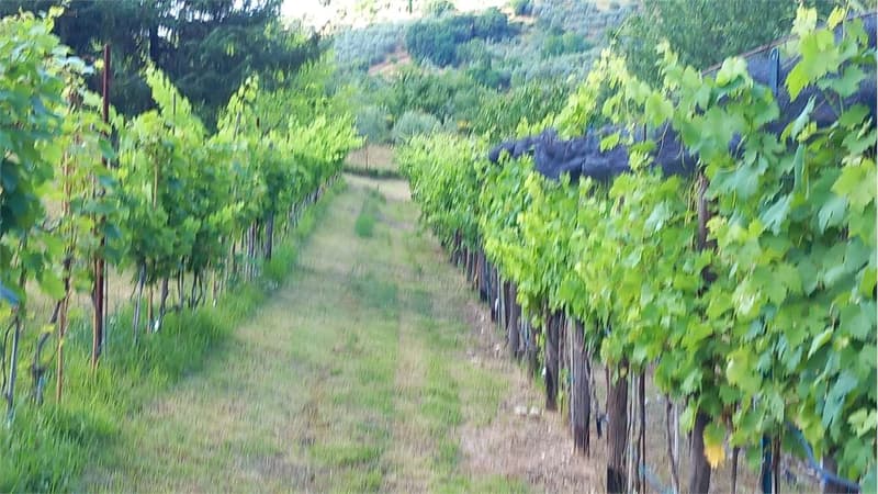 INDEPENDENT HOUSE IN BARBERINO - CHIANTI (5)