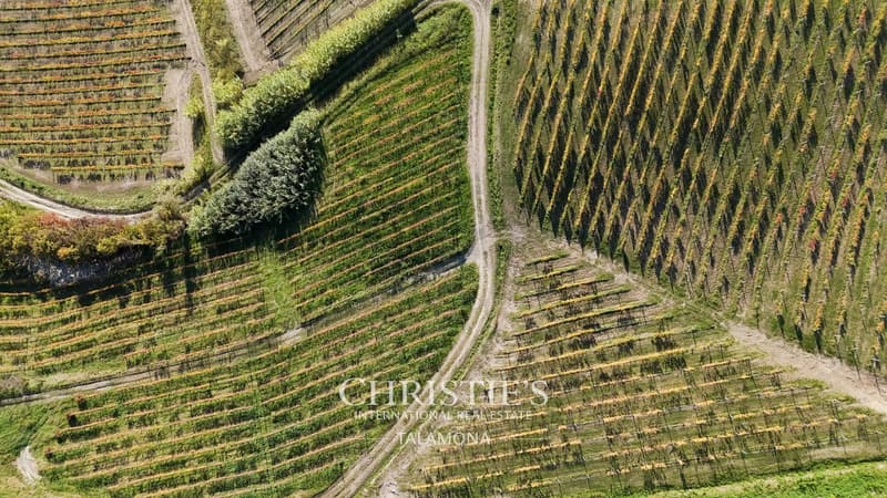 Winery with vineyards and country house in Monferrato - Serralunga di Crea (11)