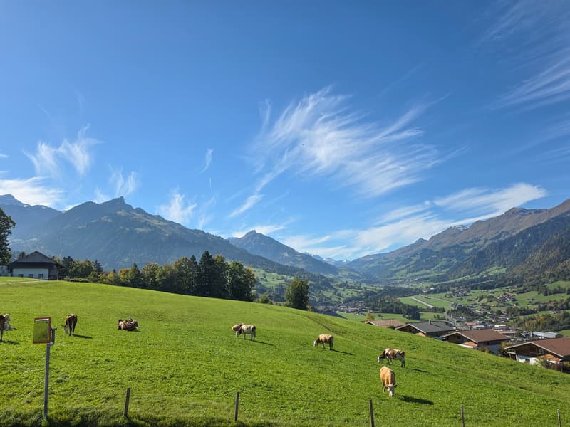 meadow with cows, mountains in the background, trees and houses in the distance, clear blue sky