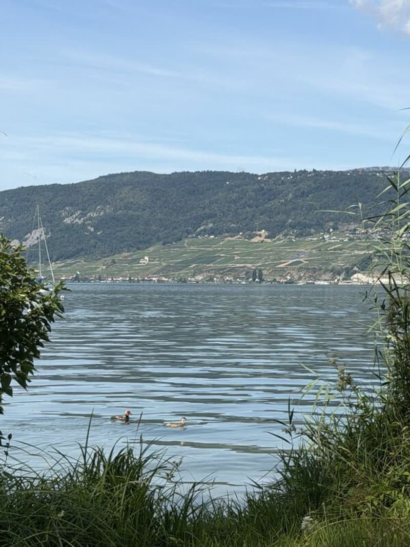 Ampio terreno edificabile sul lago di Bienne con potenziale. Prima e seconda casa possibile! (22)