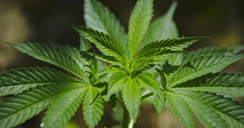 CBD-Hanf Gärtnerei, gut ausgerüstet, teilweise sofort produktionsbereit (3)