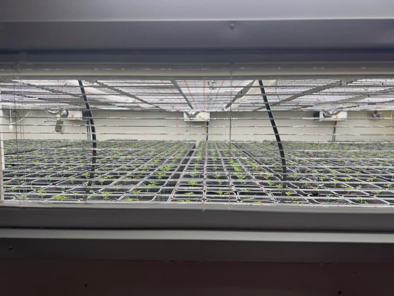 CBD-Hanf Gärtnerei, gut ausgerüstet, teilweise sofort produktionsbereit (1)