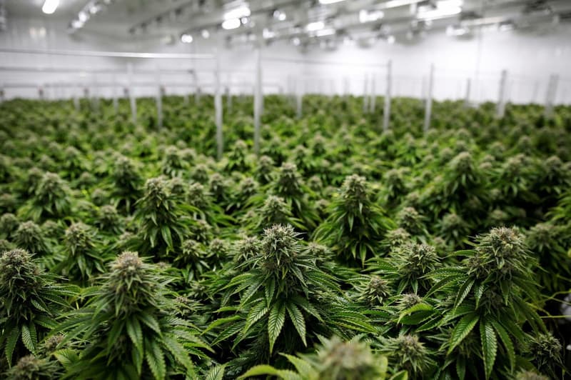 CBD-Hanf Gärtnerei, gut ausgerüstet, teilweise sofort produktionsbereit (2)