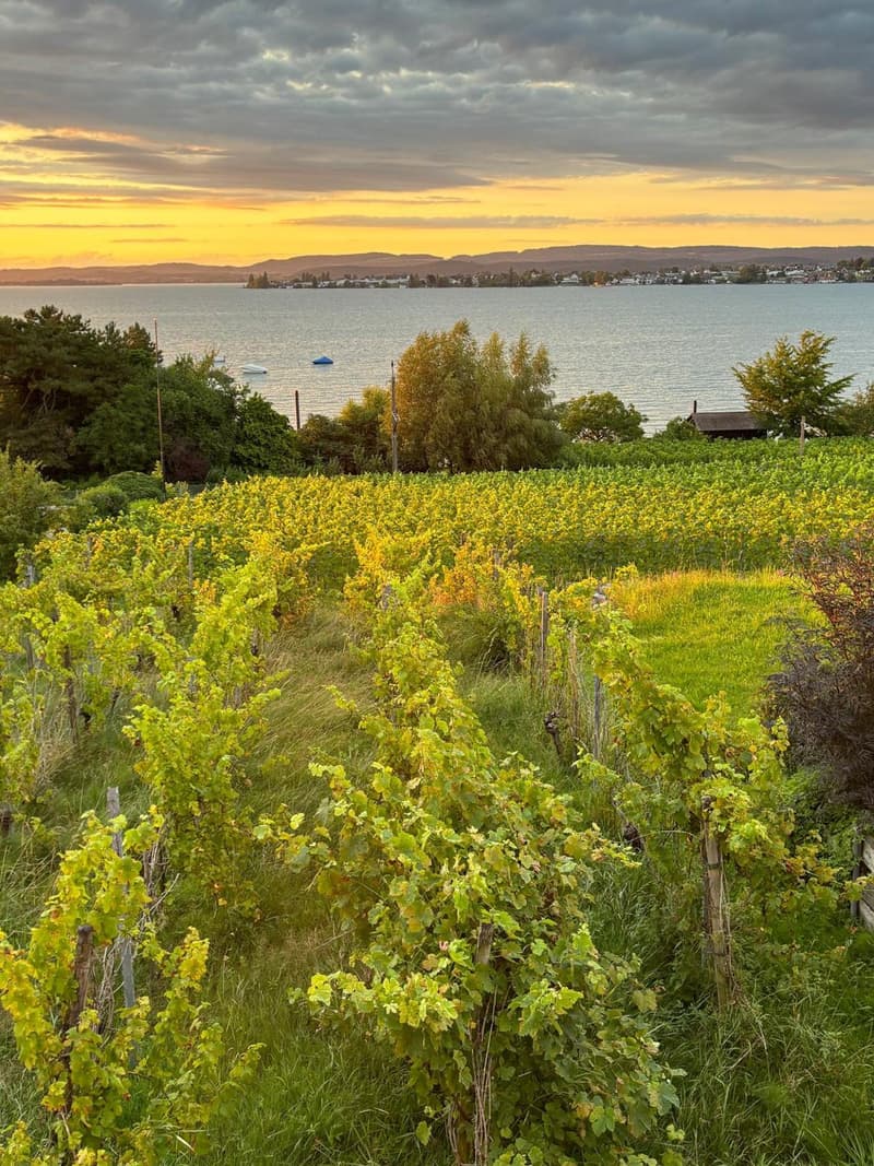 The image shows a scenic landscape with a vineyard in the foreground. The vineyard is filled with lush, green vines and yellow leaves, indicating it is likely during the autumn season. In the background, there is a body of water, possibly a lake or river,