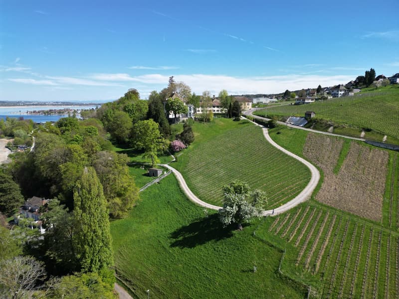 The image shows a scenic landscape with rolling hills, vineyards, and lush greenery. There are houses and buildings visible in the distance, surrounded by trees and vegetation. The landscape overlooks a body of water, likely a lake or river, with a clear