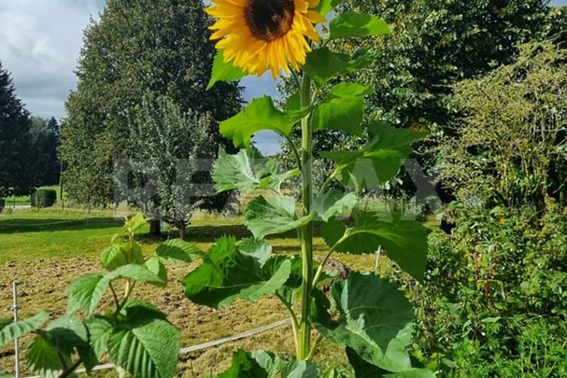 Farm, Organic Farm, 130 km from Basel, Quality of Life in Perfection, F-88370 Bellefontaine (11)